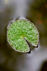 Small floating water lily leaf (Nymphaeaceae) in a garden pond in Germany after heavy rain. Wet surface of popular decorative plant with droplets. Rhizomatous aquatic herb growing in summer.