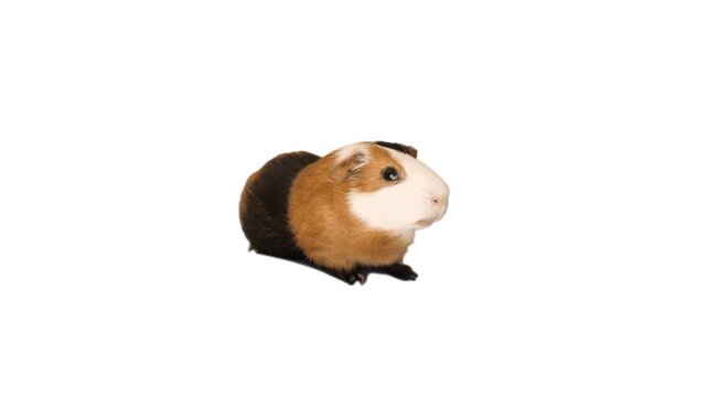 guinea pig on white background