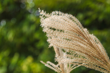 秋の山のススキの穂のアップ05