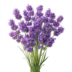Bundle Of Purple Lavender Flowers