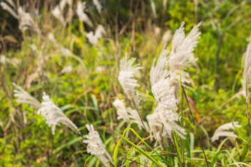 秋の山のススキの穂17
