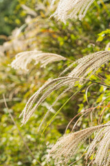 秋の山のススキの穂16