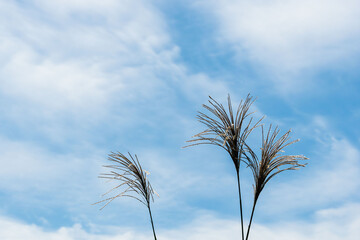 秋風にススキの穂をゆれる04