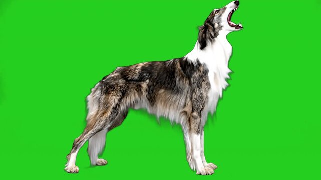 Big angry, russian greyhound dog barking on a forvard. 
