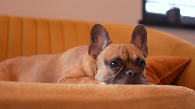 French bulldog resting on a yellow sofa, looking relaxed and calm in cozy indoor atmosphere.