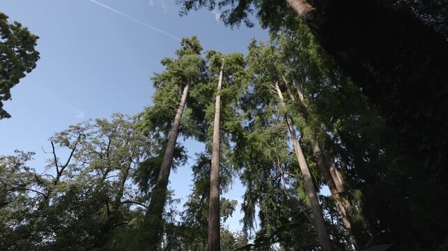 View of greenery and tall trees at park in Milan, Giardini Indro Montanelli
