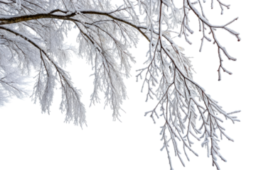 Frosted tree branches laden with snow in winter