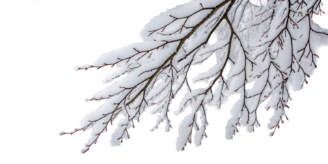 Tree branch covered fresh white snow winter isolated, cut out transparen