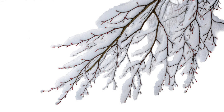 Tree branch covered fresh white snow winter isolated, cut out transparen