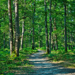 A path through a forest with trees on either side