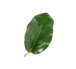 One green quince leaf isolated on white