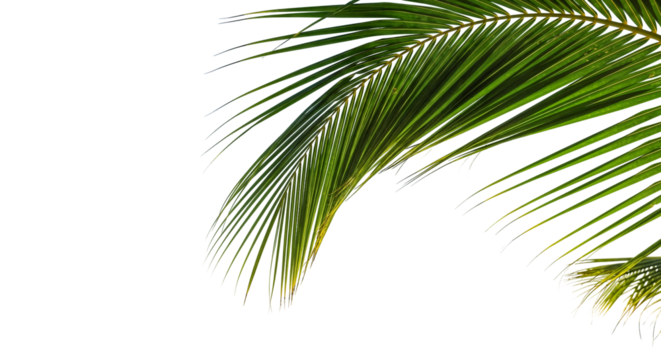 coconut palm leaf isolated for object and retouch design.