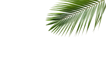 coconut palm leaf isolated for object and retouch design.