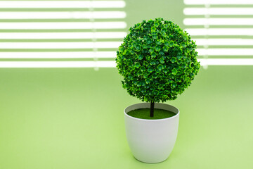 Green tree in white pot on light green background with sun glare. Symbol freshness and nature.