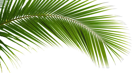 coconut palm leaf isolated for object and retouch design.