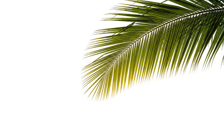 Obraz premium coconut palm leaf isolated for object and retouch design.