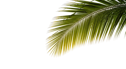 coconut palm leaf isolated for object and retouch design.