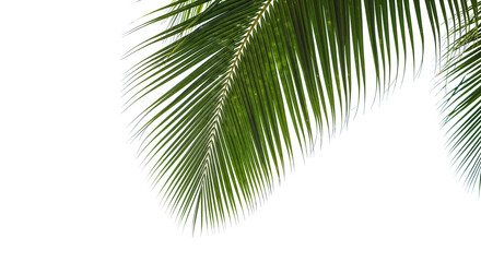 coconut palm leaf isolated for object and retouch design.