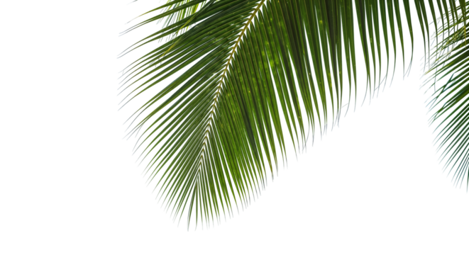 coconut palm leaf isolated for object and retouch design.