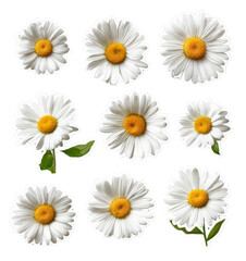 Daisy Delight: White Blooms on Black