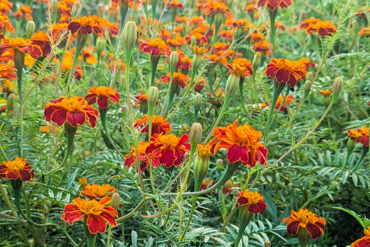 Blooming orange French marigold flower (Tagetes patula), closeup, Beautiful red marigold flowers, Tagetes erecta, Tagetes Patula, Mexican marigold, Aztec marigold, or African marigold blooming