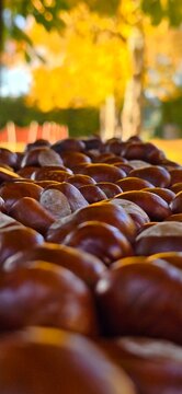 autumn leaves on the ground