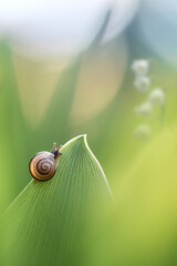 Vertical photo of a snail on a green leaf with soft blurred background. Natural colors and peaceful mood make it perfect as a mobile wallpaper, background or concept of mindfulness and eco harmony.