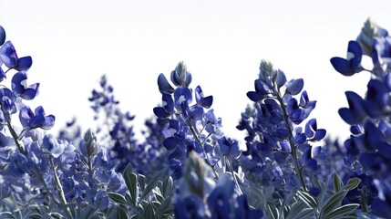Close Up Of Bluebonnet Flowers Field
