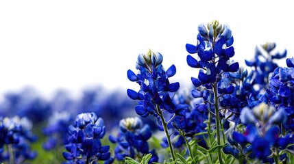 Vibrant Bluebonnet Field Closeup