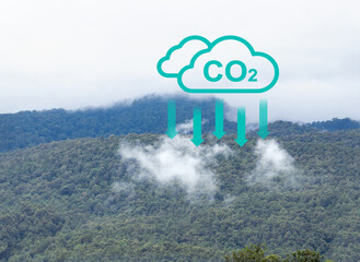Tropical forests can absorb large amounts of carbon dioxide from the atmosphere.