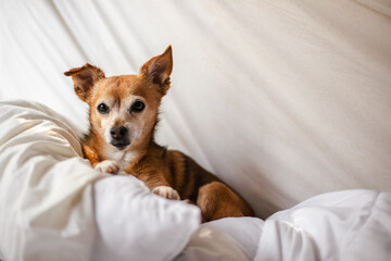 Cute, small dog laying on a pile of pillows on a bed with white sheets.