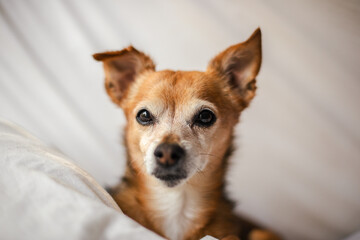 Headshot of small chihuahua like dog on a bed with white sheets.