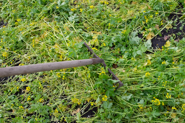 Rake on green mown mustard grass