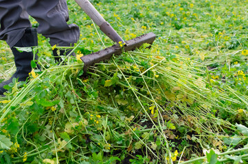 A man in black boots rakes mown grass with a garden rake.