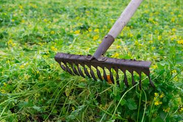 Rake on green mown mustard grass