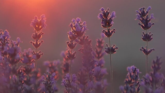 Lavender flowers sunset, beautiful purple field swaying gently at golden hour, peaceful nature scene