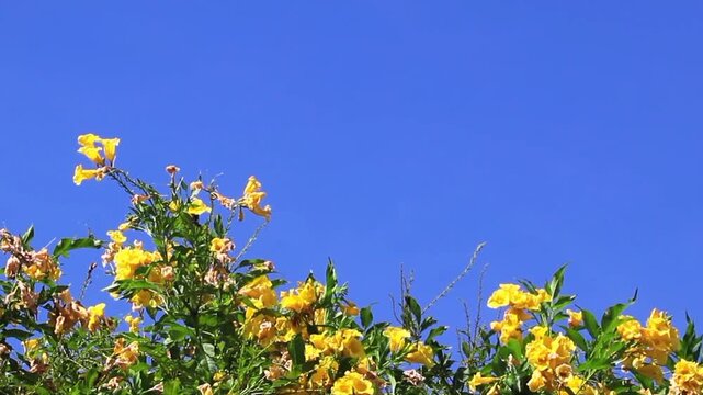 Bright yellow Tecoma stans (Yellow Trumpet Bush) flowers gently sway in the breeze against a crisp, clear blue sky. Footage conveys optimism, summer warmth, relaxation, and tropical travel inspiration