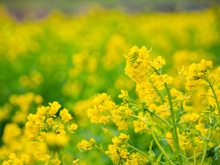 Obraz premium 春の訪れを告げる菜の花の風景
