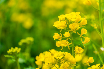 Obraz premium 春の訪れを告げる菜の花の風景