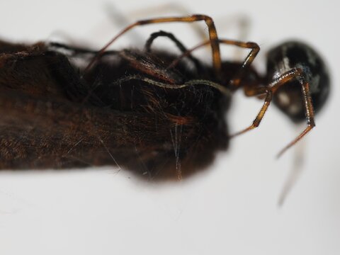 jumping spider macro close-up