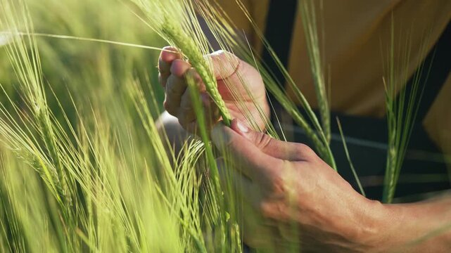 Inspecting wheat head with hands in green field farmer checking grain and crop health during agriculture growth season closeup of barley ear and palm showing harvest plant quality maturity detail
