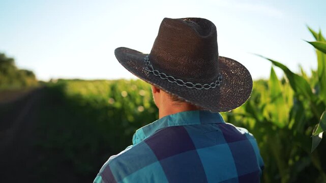 Farmer inspects corn field at sunset, wearing straw hat and plaid shirt, facing sun and crop row, rural agriculture environment, harvest preparation, farm work, crop growth and outdoor labor.