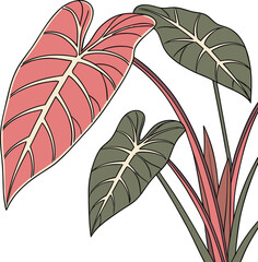 Philodendron Pink Princess Corms for Sale