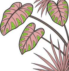 philodendron pink princess corms 