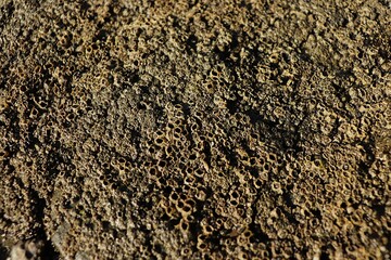 Barnacles close-up texture on coastal rock surface