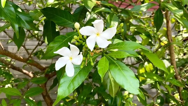 White mondokaki flowers is a flora originating from India which spread to Southeast Asia and other tropical regions. In Indonesia, this plant is known as mondokaki, wari flower (Java).
