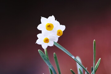 幻想的な背景と白い水仙の花