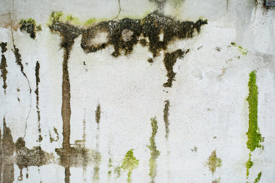 White plastered wall with extensive water damage, dark green mold, moss, and vertical black and brown streaks. - Powered by Adobe