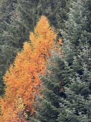 M&eacute;l&egrave;ze