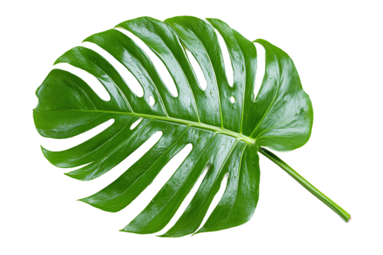 Lush green monstera leaf, a tropical botanical beauty
